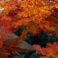 中尊寺の境内で紅葉したもみじの写真