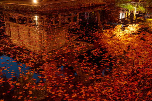 水面に映りこんだ中尊寺弁財天堂と落葉したもみじ
