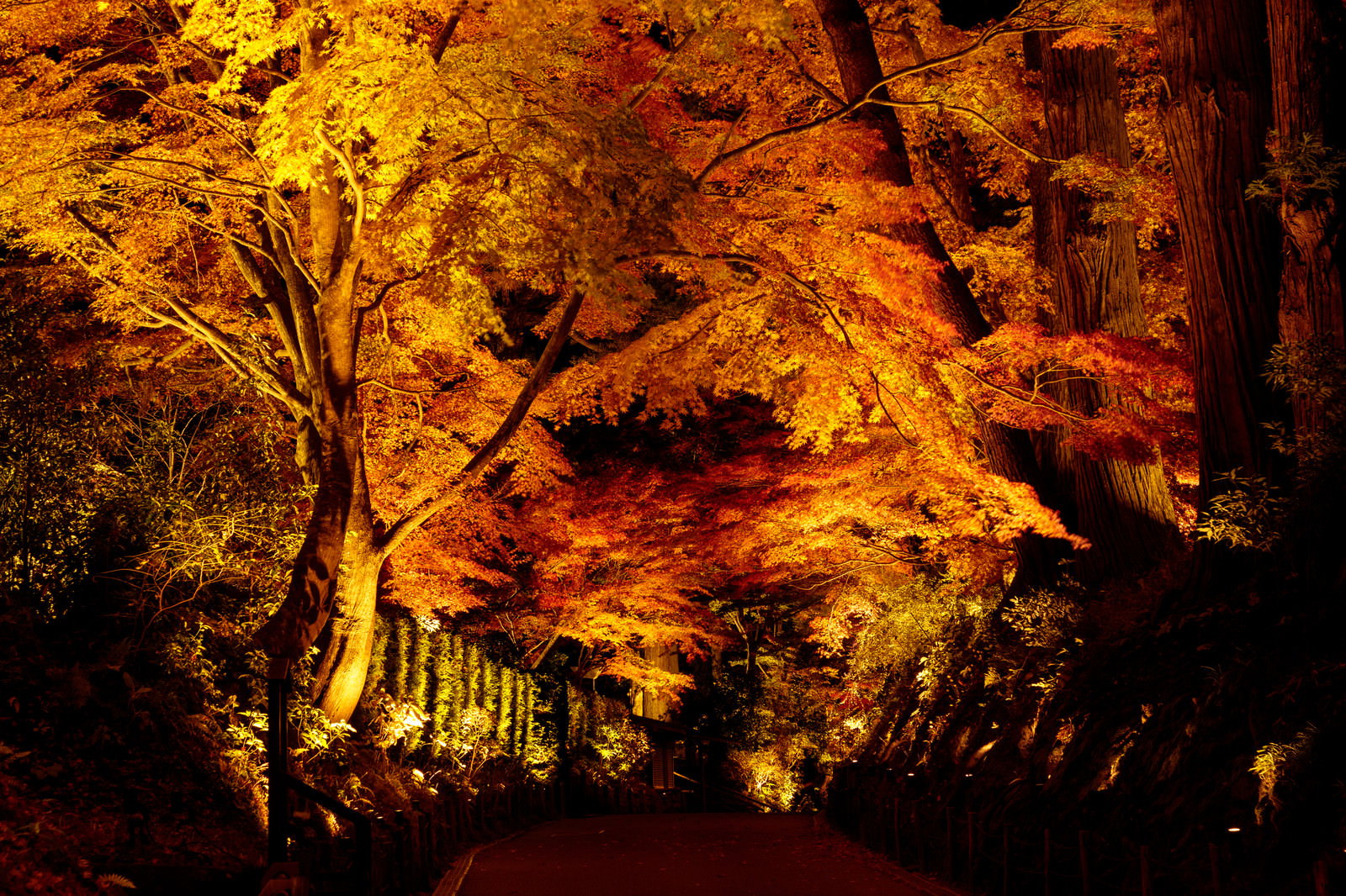 中尊寺の参道でライトアップされた紅葉の木々