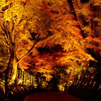 ライトアップされた中尊寺参道の紅葉と秋の夜景の写真