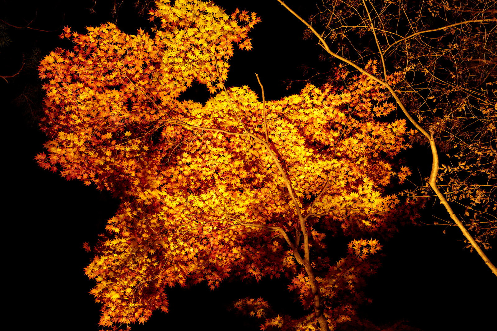 夜間ライトアップされた紅葉の参道