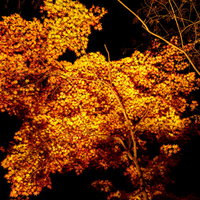 ライトアップされた紅葉の参道の写真