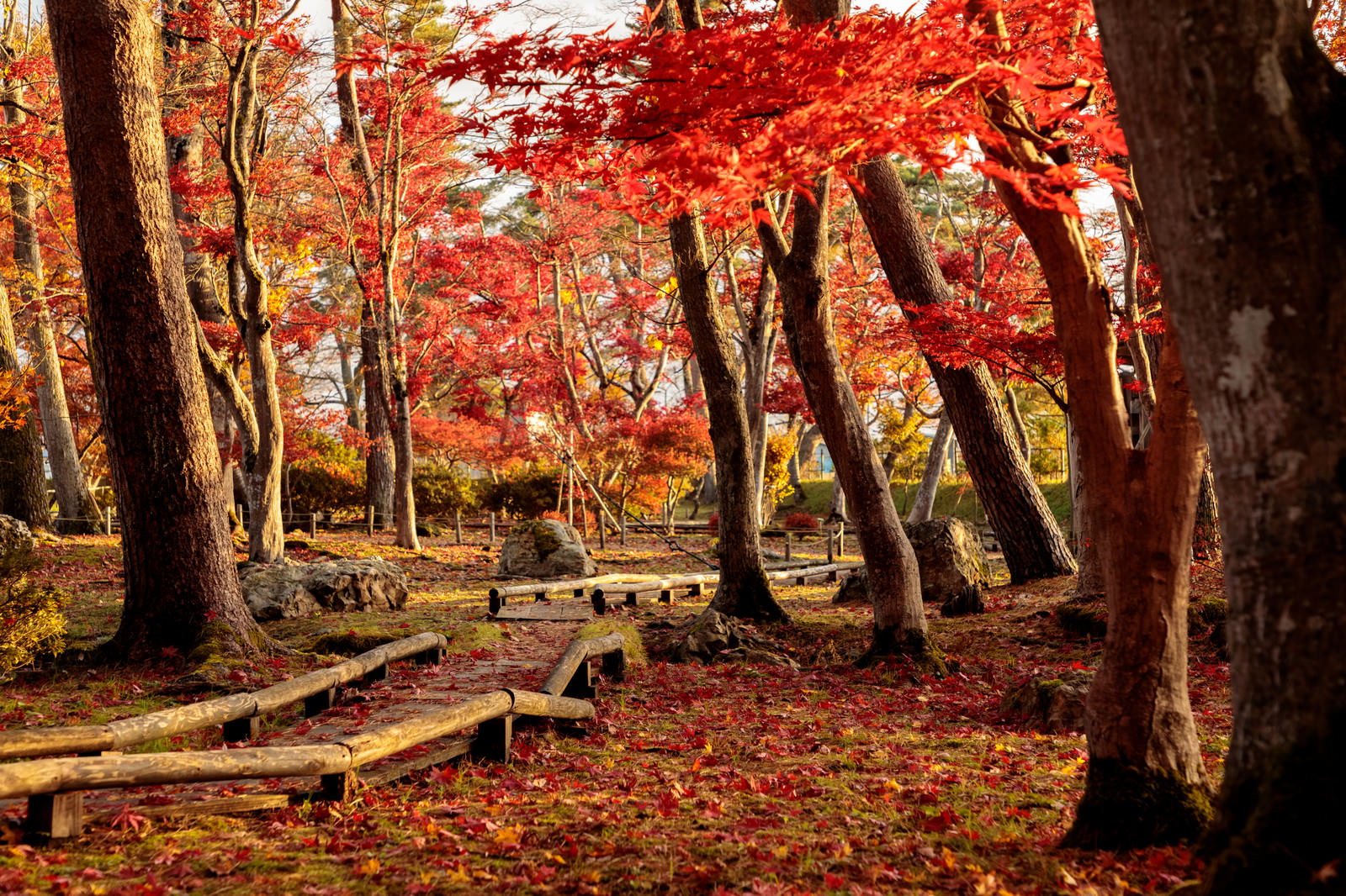 木道の上に散った赤いもみじの葉と、周囲の紅葉した木々