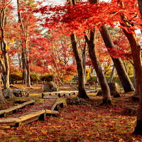 紅葉した木々と木道に散るもみじと落葉の秋景色の写真