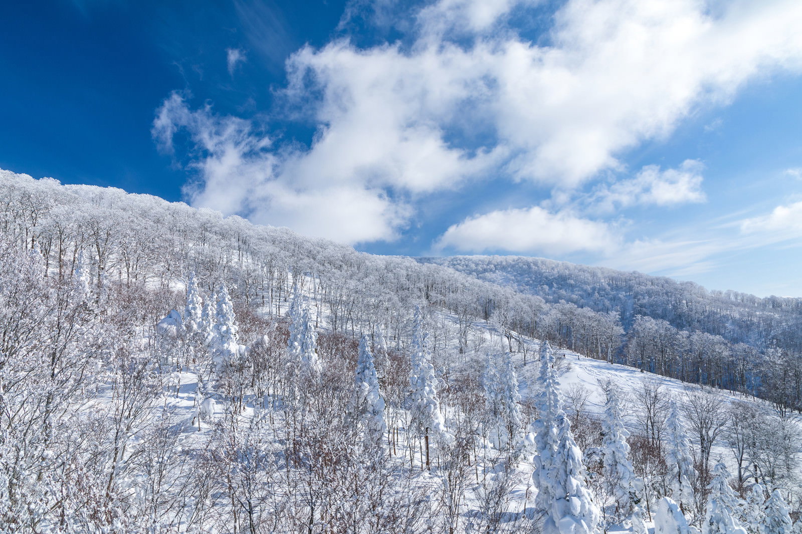 雪に覆われた山々と樹氷に包まれた針葉樹が広がる冬の雪景色