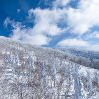 どこまでも続く雪景色に覆われた針葉樹と樹氷の写真