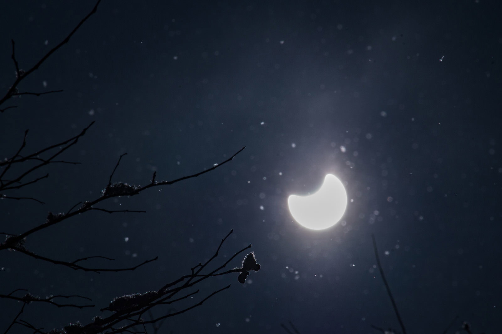 暗い夜空に浮かぶ明るい三日月と木の枝のシルエット
