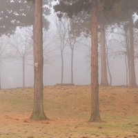 朝霧に包まれた木々が立ち込める森の早朝風景の写真