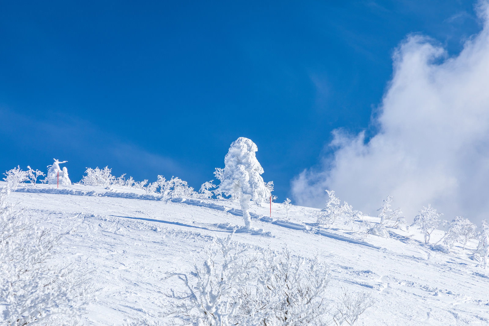 秋田県森吉山の雪景色、青空の下で樹氷が一本立つ冬の風景