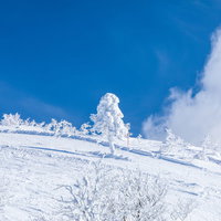 晴れ渡る雪山に一本立つ樹氷（森吉山）の冬景色の写真