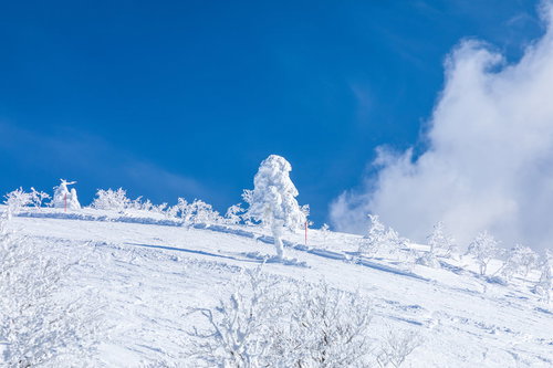 晴れ渡る雪山に一本立つ樹氷（森吉山）の冬景色