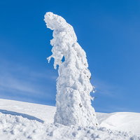 青空に伸びる一本樹氷、森吉山の冬景色の写真