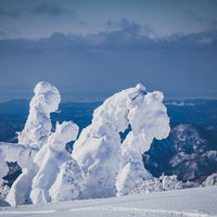 秋田県森吉山のモコモコのスノーモンスターの写真