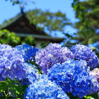 晴れた日に咲く紫陽花の満開の花々が咲く初夏の庭園風景の写真