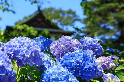 晴れた日に咲く紫陽花の満開の花々が咲く初夏の庭園風景