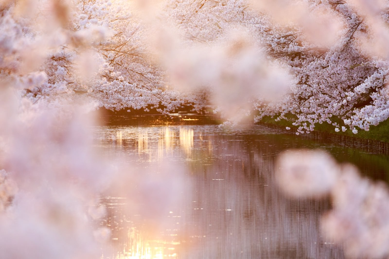 満開のピンク色の桜が池の水面に映り込んでいる春の風景