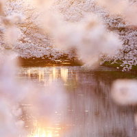 満開の桜が池の水面に映り込む春の風景の写真
