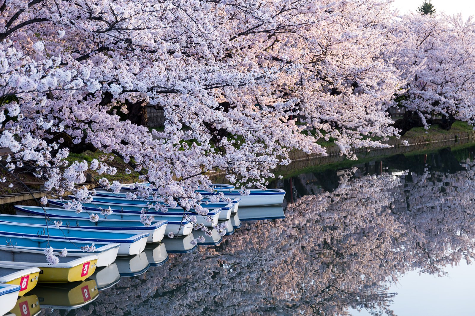 弘前公園のお堀に浮かぶボートと満開の桜
