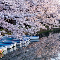 弘前公園のお堀に並ぶ桜とボートの写真