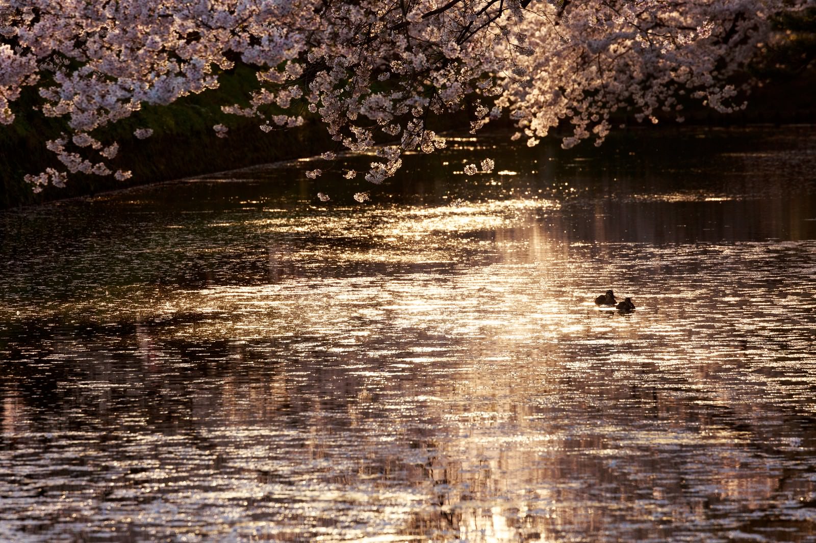 弘前公園の堀に咲く夜桜がライトアップされ、水面に映る景色