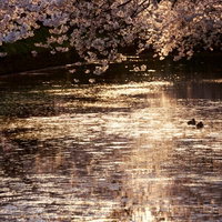弘前公園の堀に映る夕焼けと桜の夜間ライトアップの写真