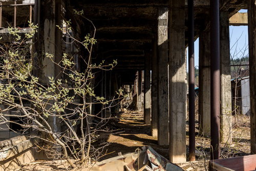 鉱山跡の廃墟に茂る野生植物と剥き出しのコンクリート柱