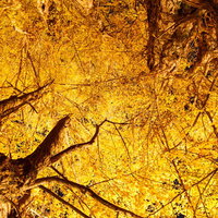 紅葉した銀杏の木を下から見上げた秋景の写真