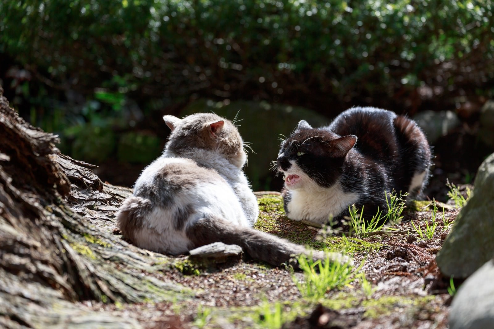 向き合って威嚇し合う野良猫2匹