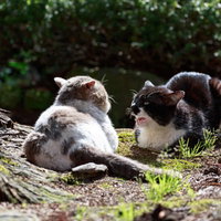 縄張り争いで対峙する野良猫同士の緊迫した瞬間の写真