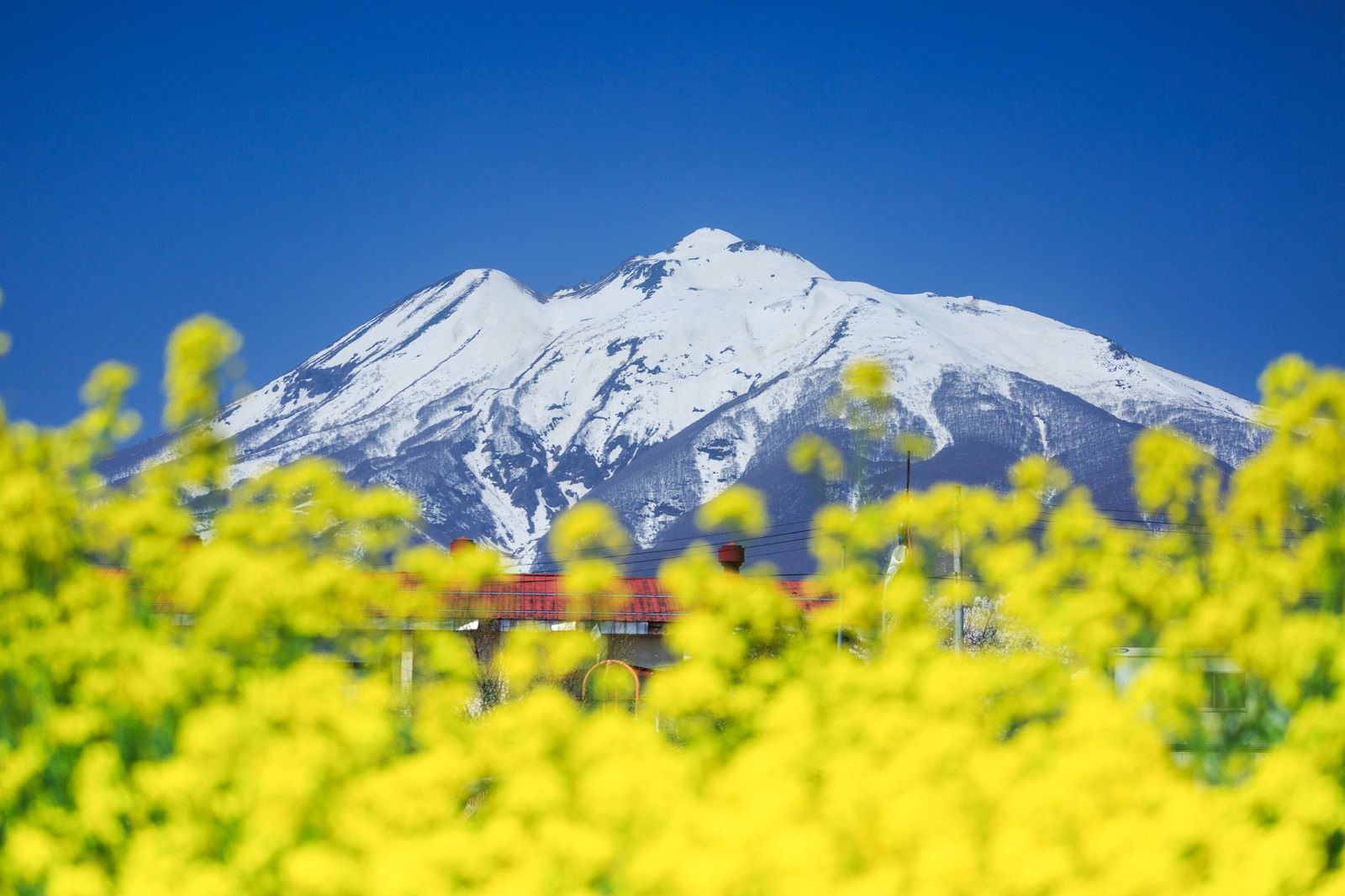 雪をかぶった岩木山と手前に咲く黄色い菜の花