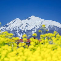 菜の花畑と雪化粧の岩木山－春の青空に映える雪山風景の写真