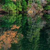 水面に映り込む森の樹木と落ち葉の風景の写真