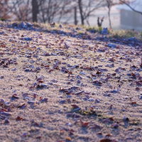 落ち葉も凍る厳寒の朝、霜で白くコーティングされた地面の写真