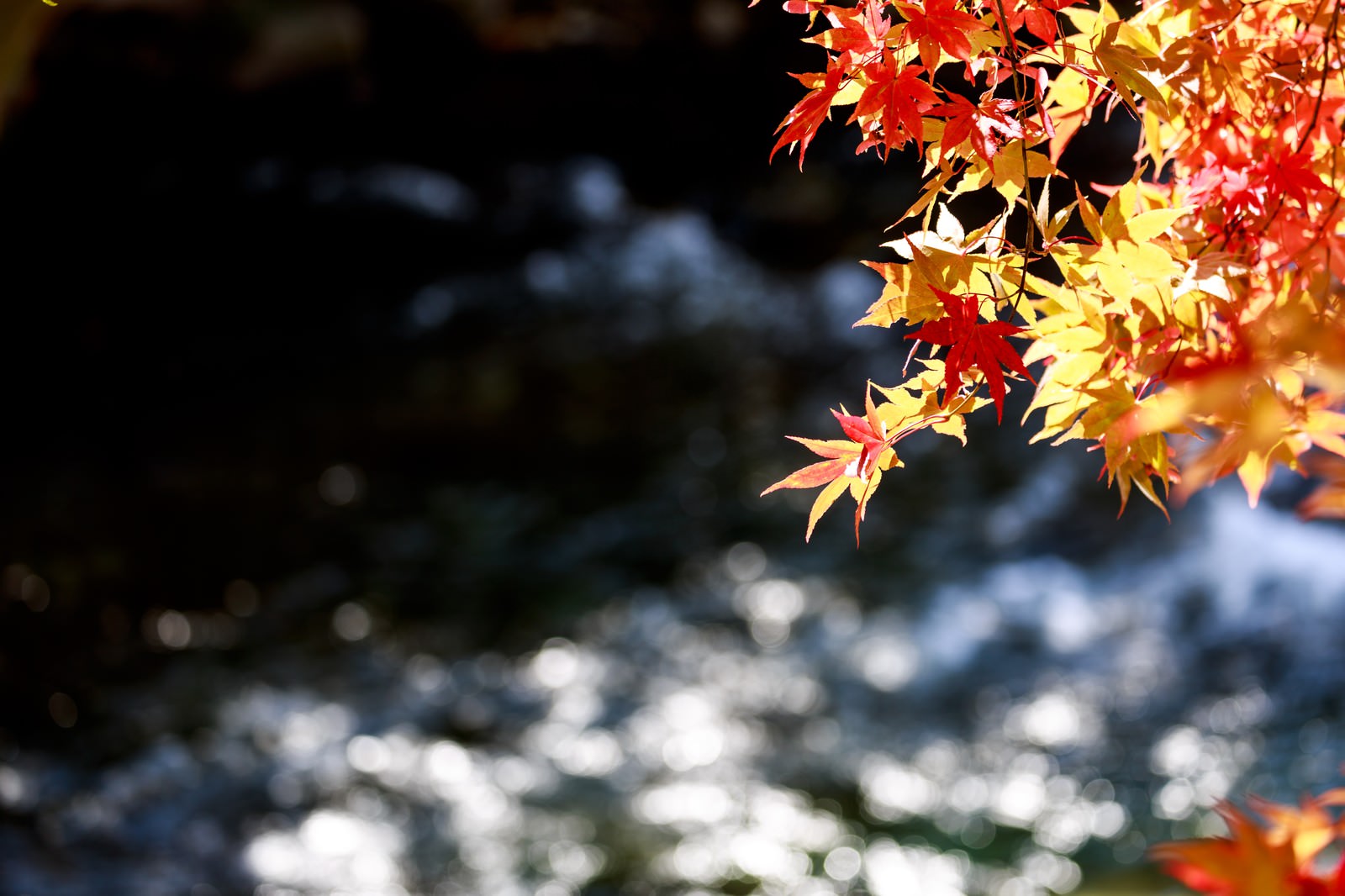 秋の小川に垂れ下がる赤と黄色の紅葉と黄葉