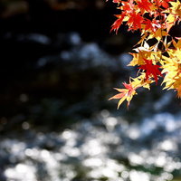 秋の小川に映る紅葉と黄葉が流れる水に映る風景の写真