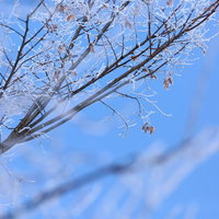 青空に映える枝に凍り付いた樹氷の冬の風景の写真