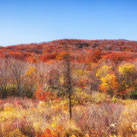 枯れ木が立つ丘陵の紅葉と黄葉が広がる秋の雑木林風景の写真