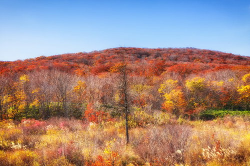 枯れ木が立つ丘陵の紅葉と黄葉が広がる秋の雑木林風景