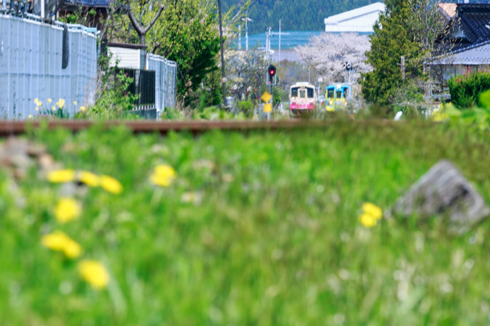 菜の花が咲く草地と由利高原鉄道の列車