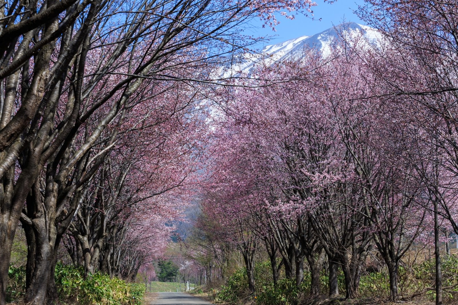 岩木山を背景に山桜が満開に咲く並木道