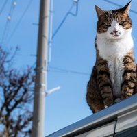 屋根の上から見下ろすにゃんこの写真