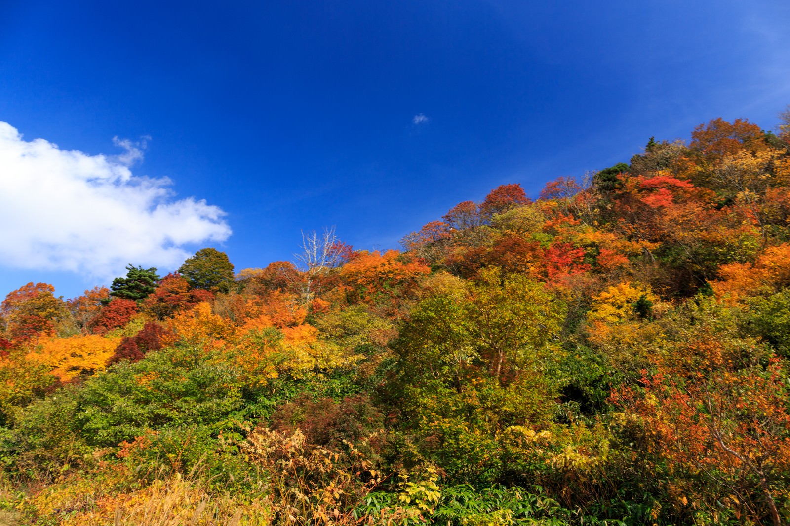 栗駒山の斜面を覆う秋の紅葉と青空
