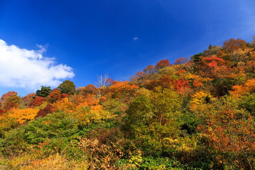 栗駒山の紅葉と黄葉が彩る青空の秋の山並みの写真