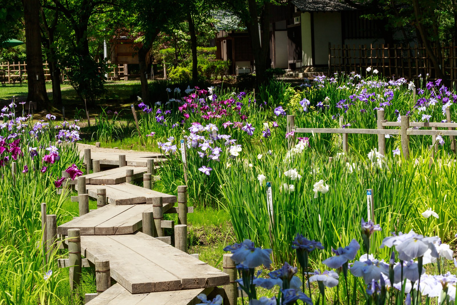 菖蒲が咲く池畔に続く木道と和風庭園