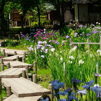 菖蒲咲く池畔の木道 あやめの花咲く初夏の和風庭園の写真