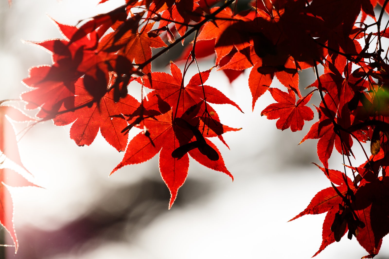 日光に透ける深紅色のもみじの枝葉と黒い枝のクローズアップ