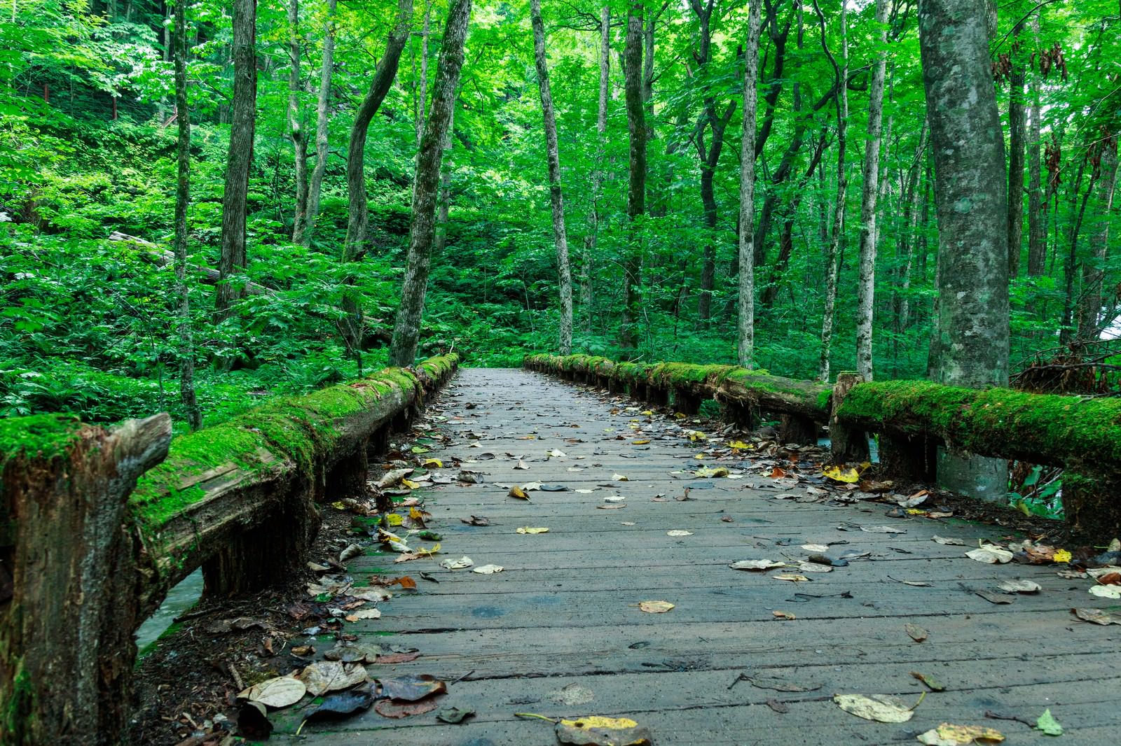 奥入瀬の山林で苔が繁茂した木製の桟橋が落葉樹林の奥へ続く風景