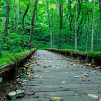 奥入瀬の苔むした木製桟橋と落葉樹林の遊歩道の写真