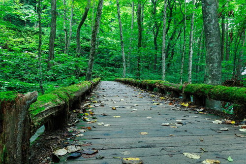 奥入瀬の苔むした木製桟橋と落葉樹林の遊歩道