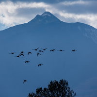 岩木山の上空を飛び立つ鴨の群れが編隊を組んで飛行する様子の写真